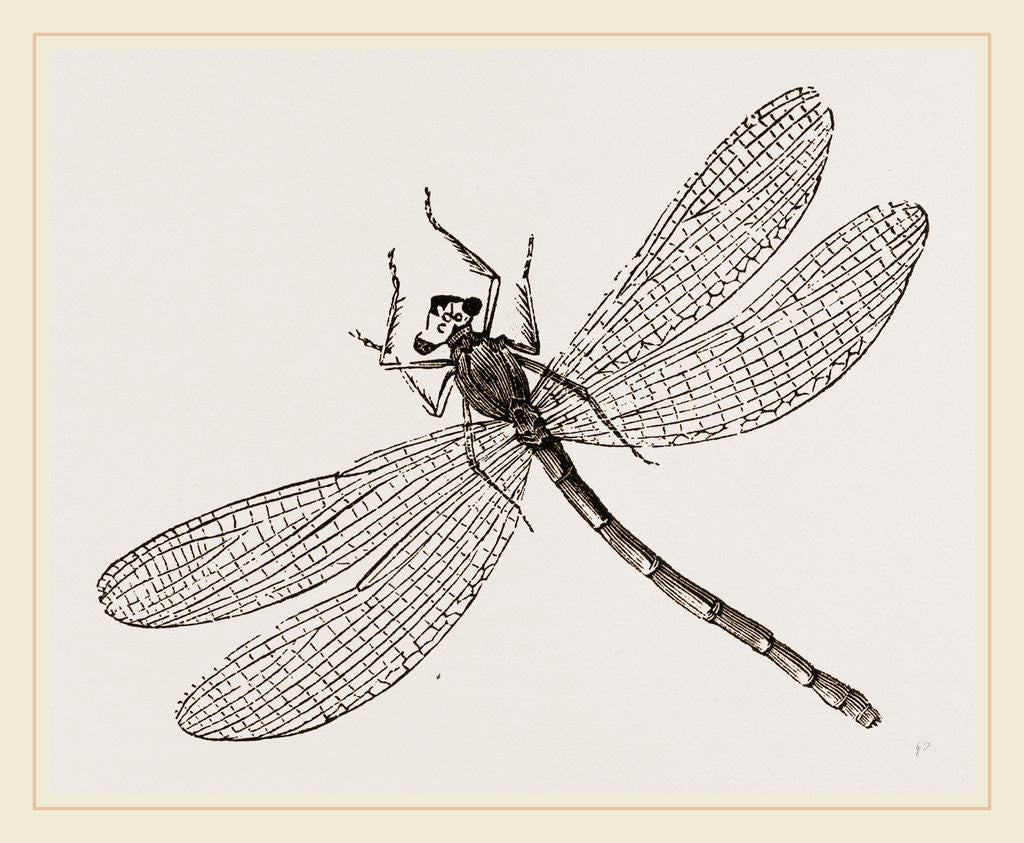 Detail of Virgin Dragon-fly by Anonymous