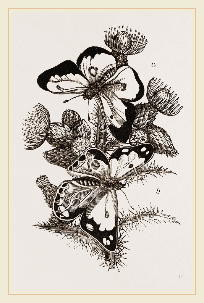 Detail of Clouded Butterflies by Anonymous