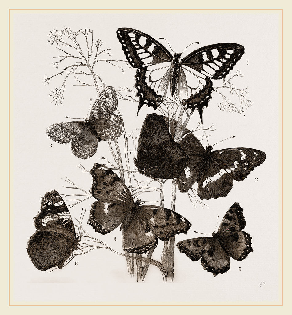 Detail of Group of Butterflies by Anonymous