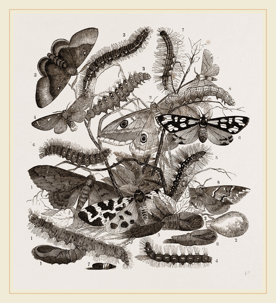 Detail of Group of Moths Caterpillars and Pupae by Anonymous