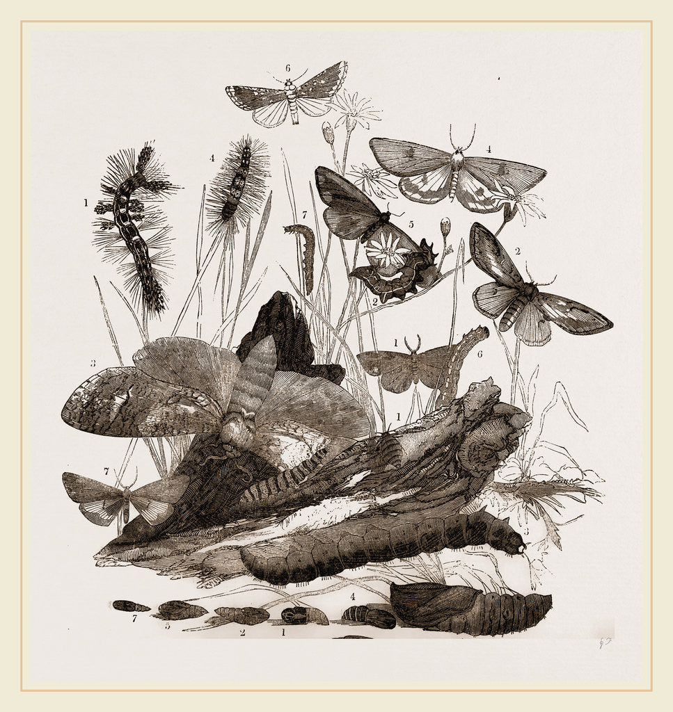 Detail of Group of Moths Caterpillars and Pupae by Anonymous