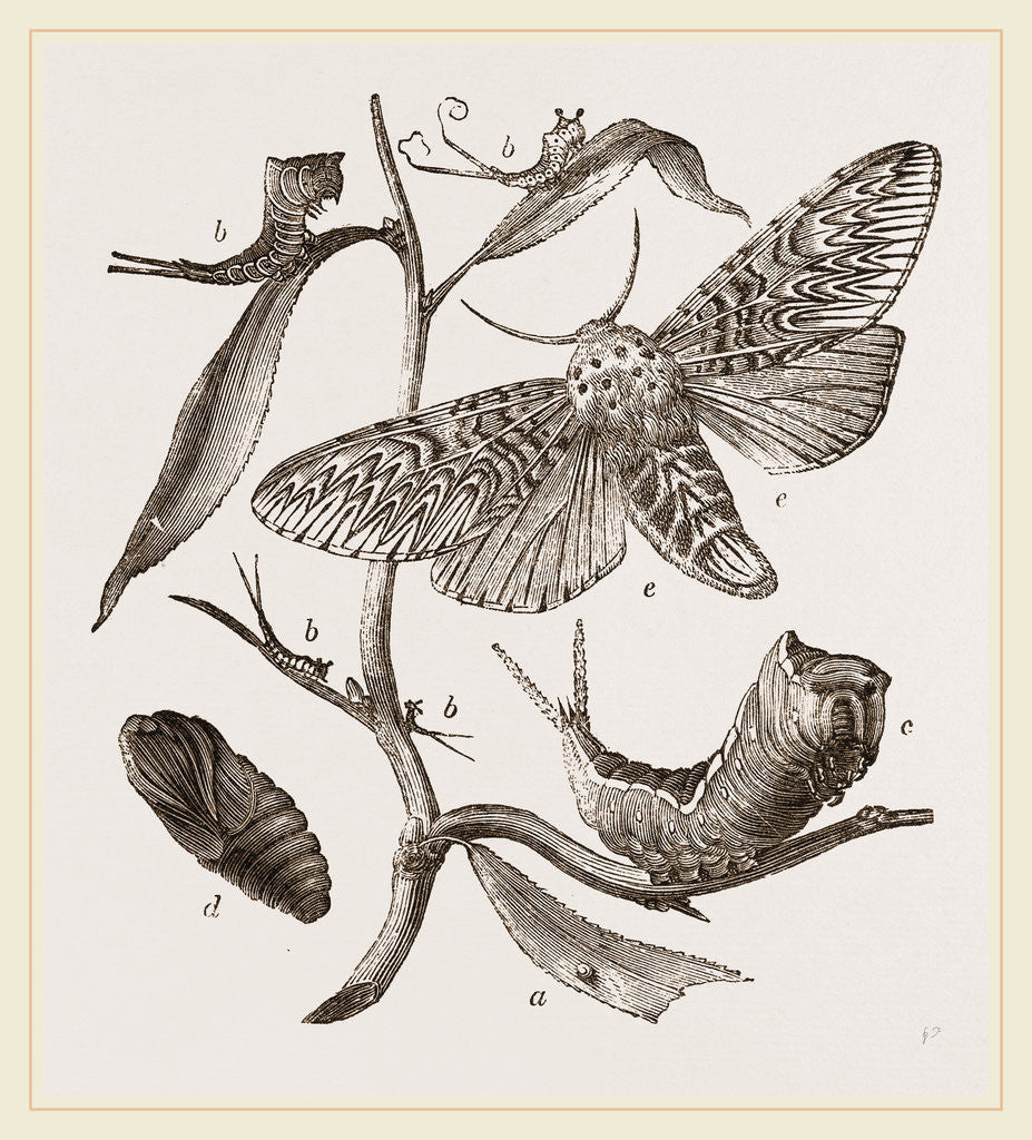 Detail of Transformations of Puss-Moth by Anonymous