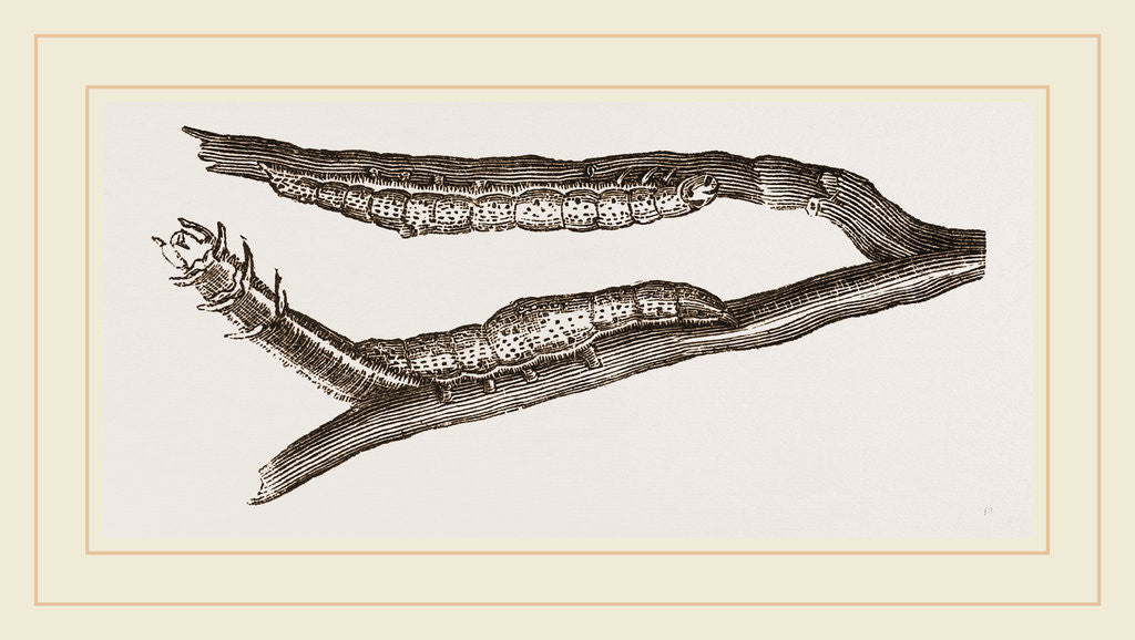 Detail of Caterpillars of Clifton Nonpareil by Anonymous