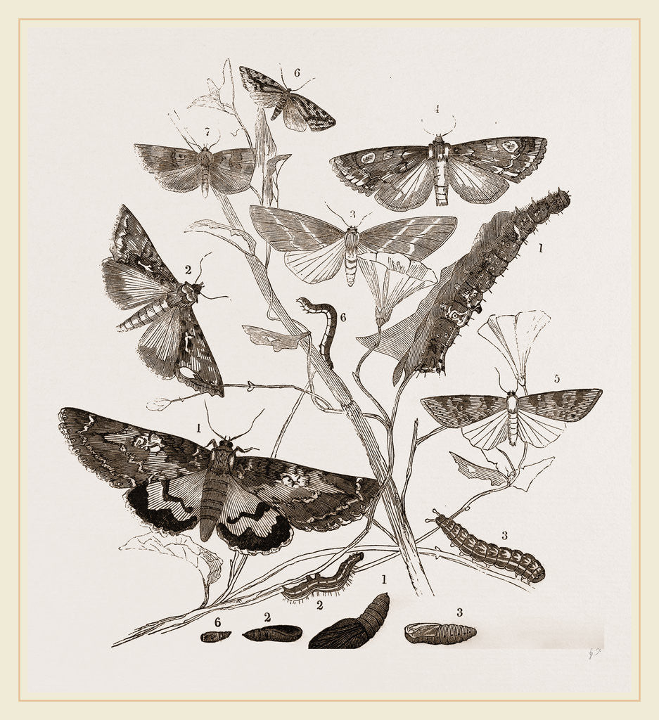 Detail of Group of Moths Caterpillars and Pupae by Anonymous