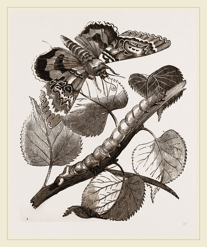 Detail of Crimson-underwing Moth and Caterpillar by Anonymous