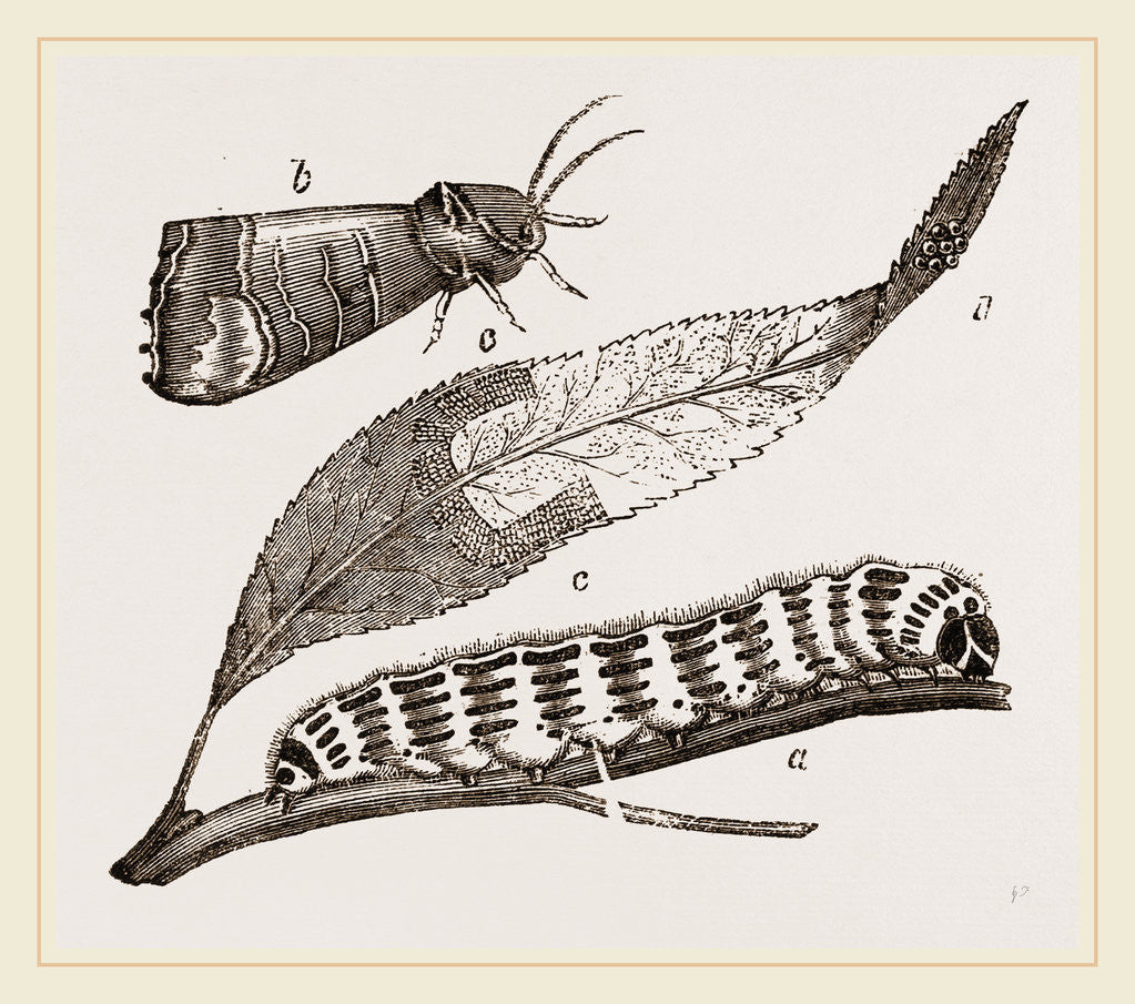 Detail of Buff-tip Moth and Caterpillar by Anonymous