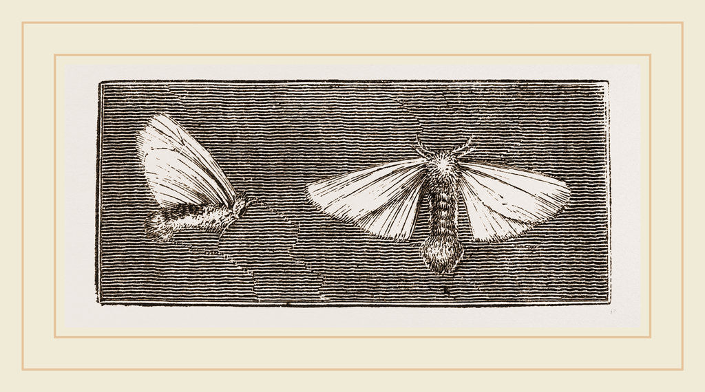 Detail of Females of Crown and Golden-tailed Moths by Anonymous