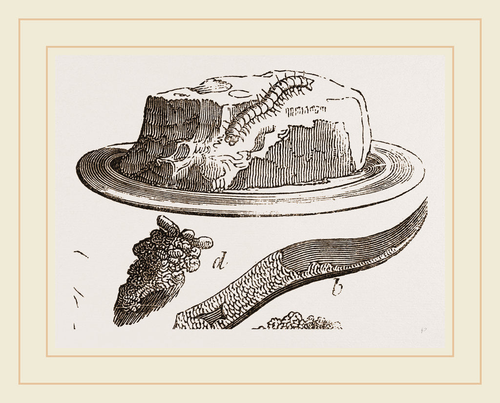 Detail of Tabby-Moth and Caterpillar by Anonymous