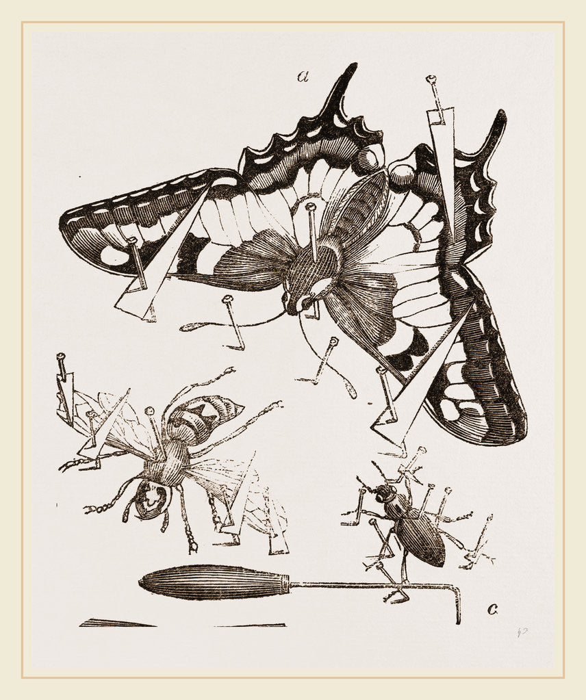 Detail of Mode of Setting out Insects by Anonymous