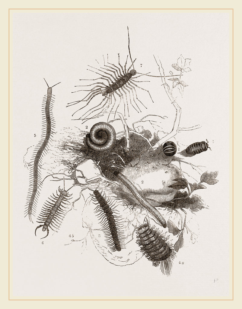 Detail of Group of Centipedes by Anonymous