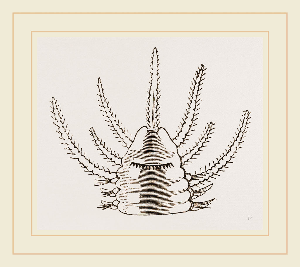 Detail of Nereis phosphorescens by Anonymous