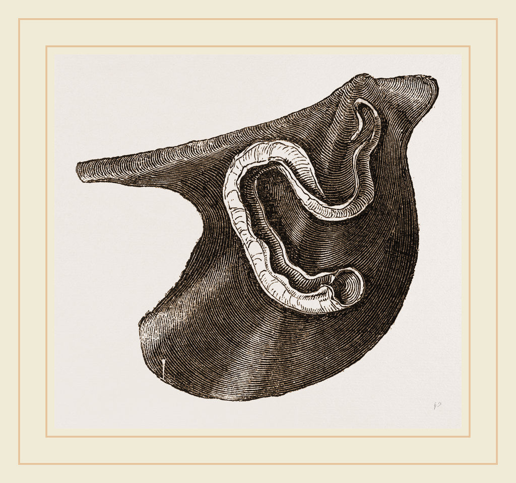 Detail of Vermilia triquetra by Anonymous