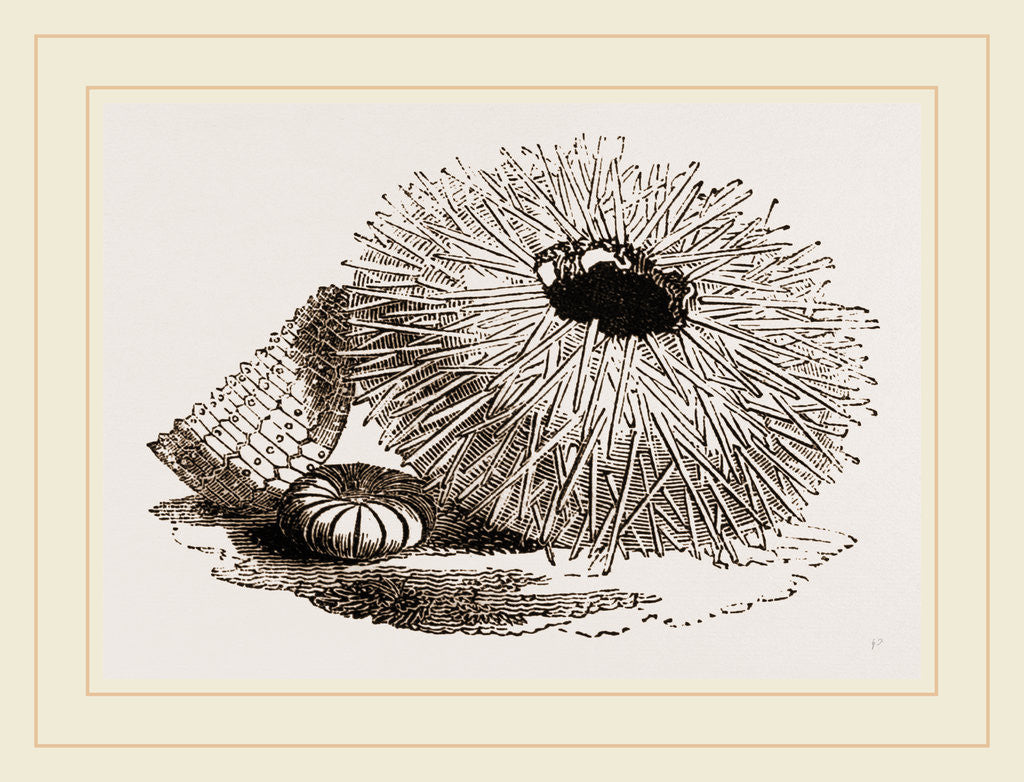 Detail of Echinus esculentus by Anonymous