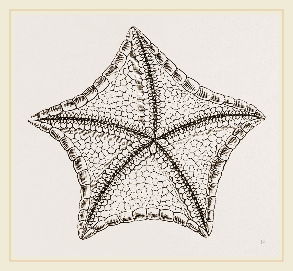 Detail of Asterias tessellata by Anonymous
