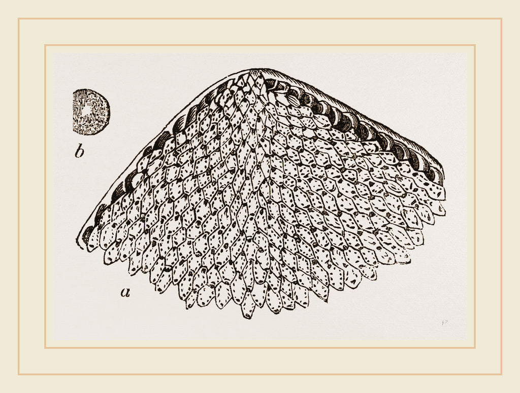 Detail of Lunulite en parasol by Anonymous