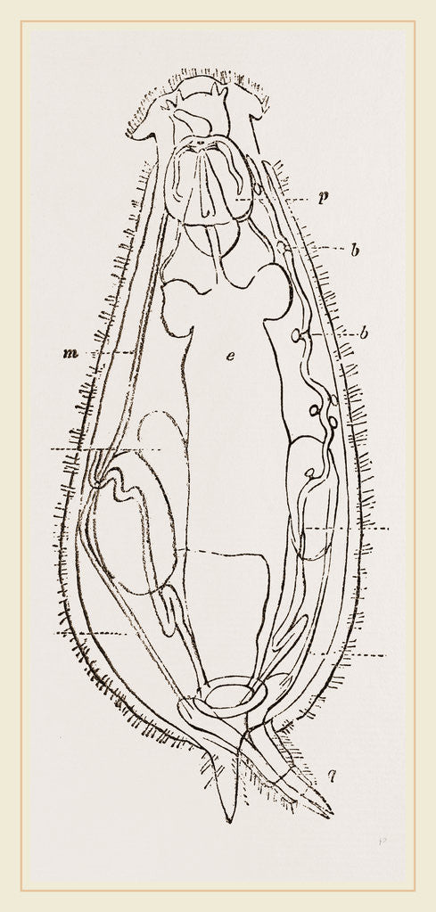 Detail of Notommata centrura by Anonymous