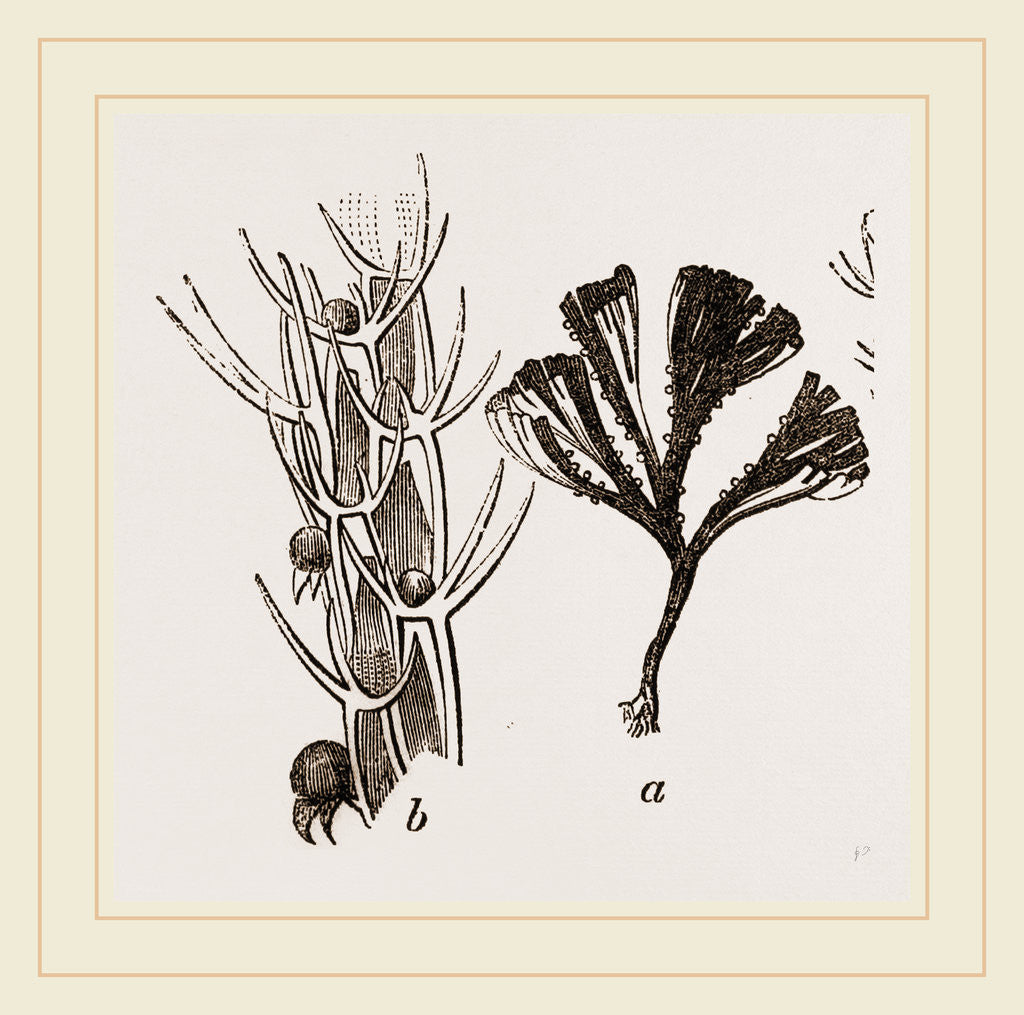 Detail of Flustra avicularis by Anonymous