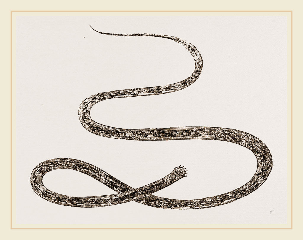 Detail of Strongylus equinus by Anonymous