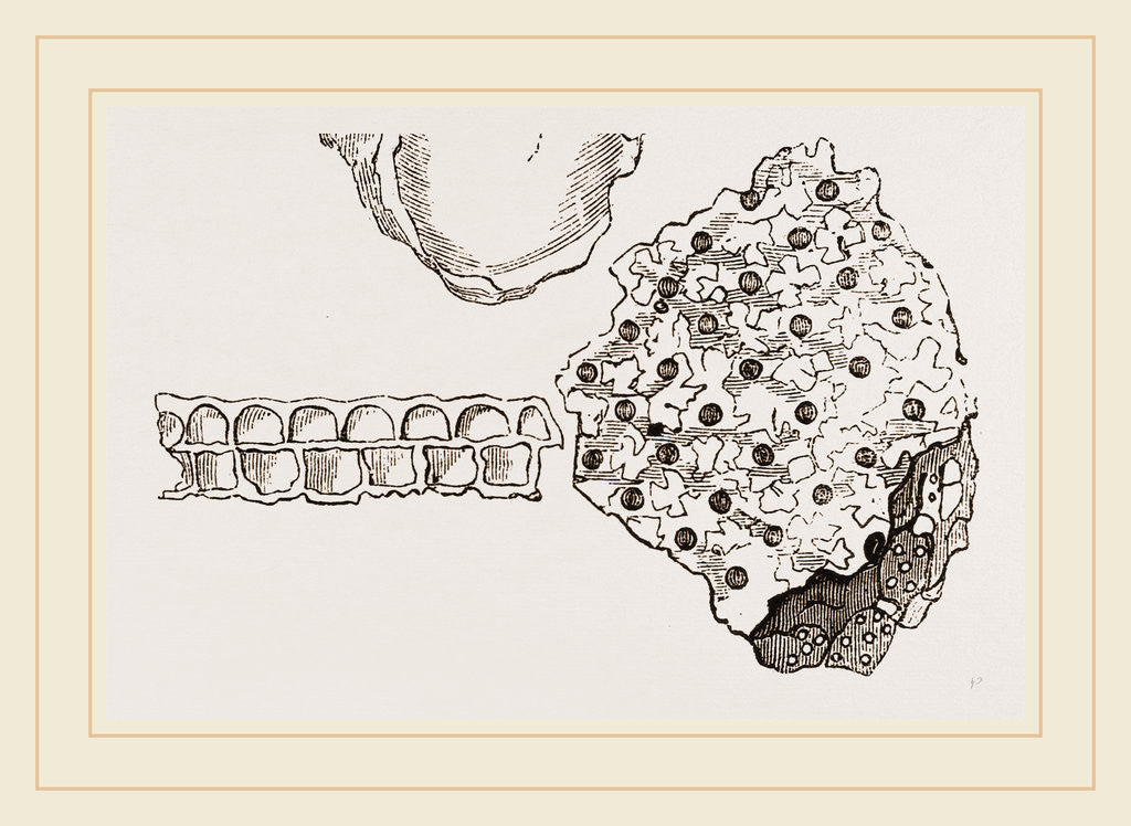 Detail of Eschara foliacea by Anonymous
