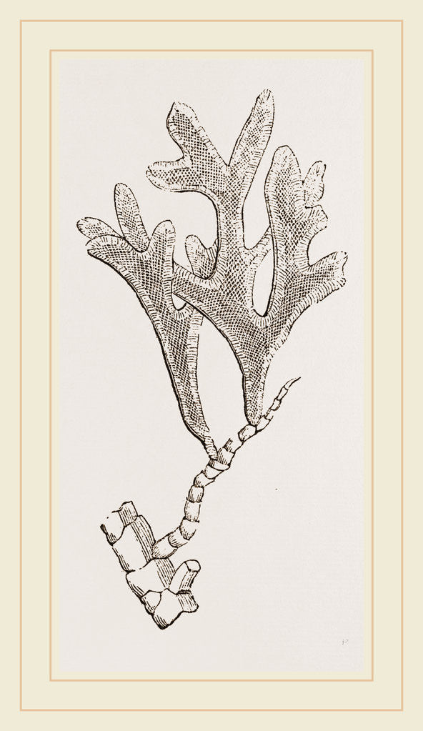 Detail of Andonea foliifera by Anonymous