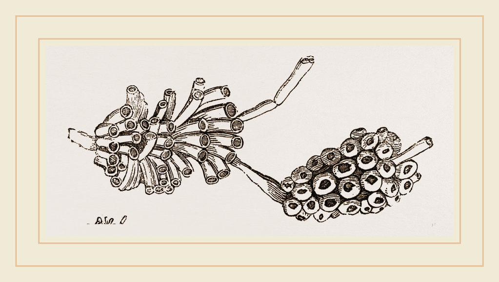 Detail of Cellepora pumicosa by Anonymous