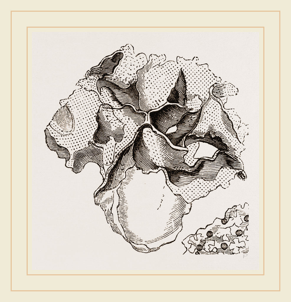 Detail of Eschara foliacea by Anonymous