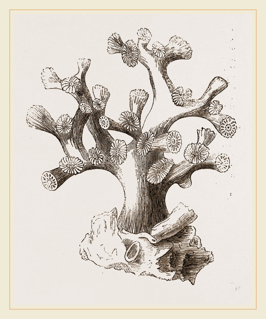 Detail of Oculina axillaris by Anonymous