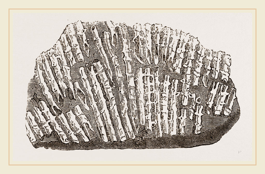 Detail of Syringopora geniculata by Anonymous