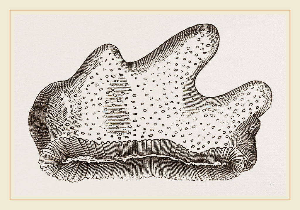 Detail of Heliopora caerulea by Anonymous