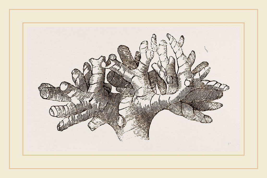 Detail of Terebellaria ramesissima by Anonymous