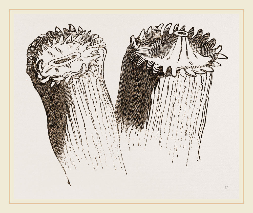 Detail of Animal cf Cladocora cespitosa by Anonymous