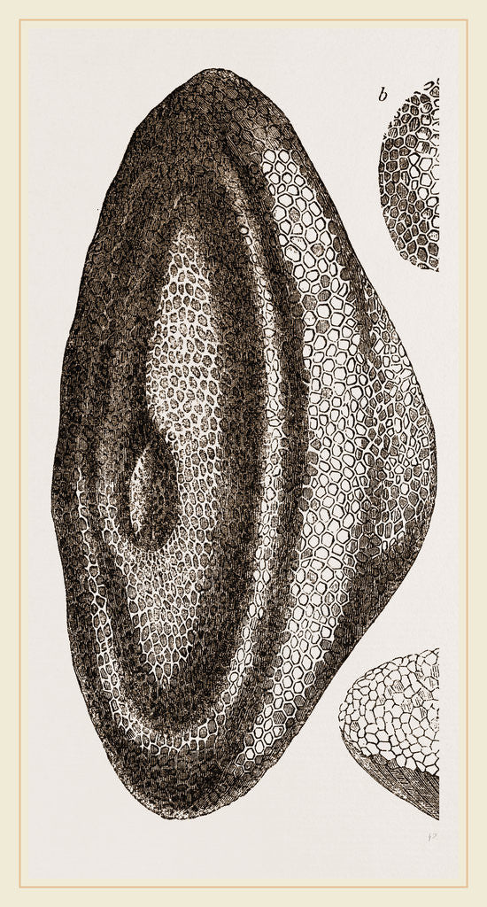 Detail of Favosites Gothlandica by Anonymous