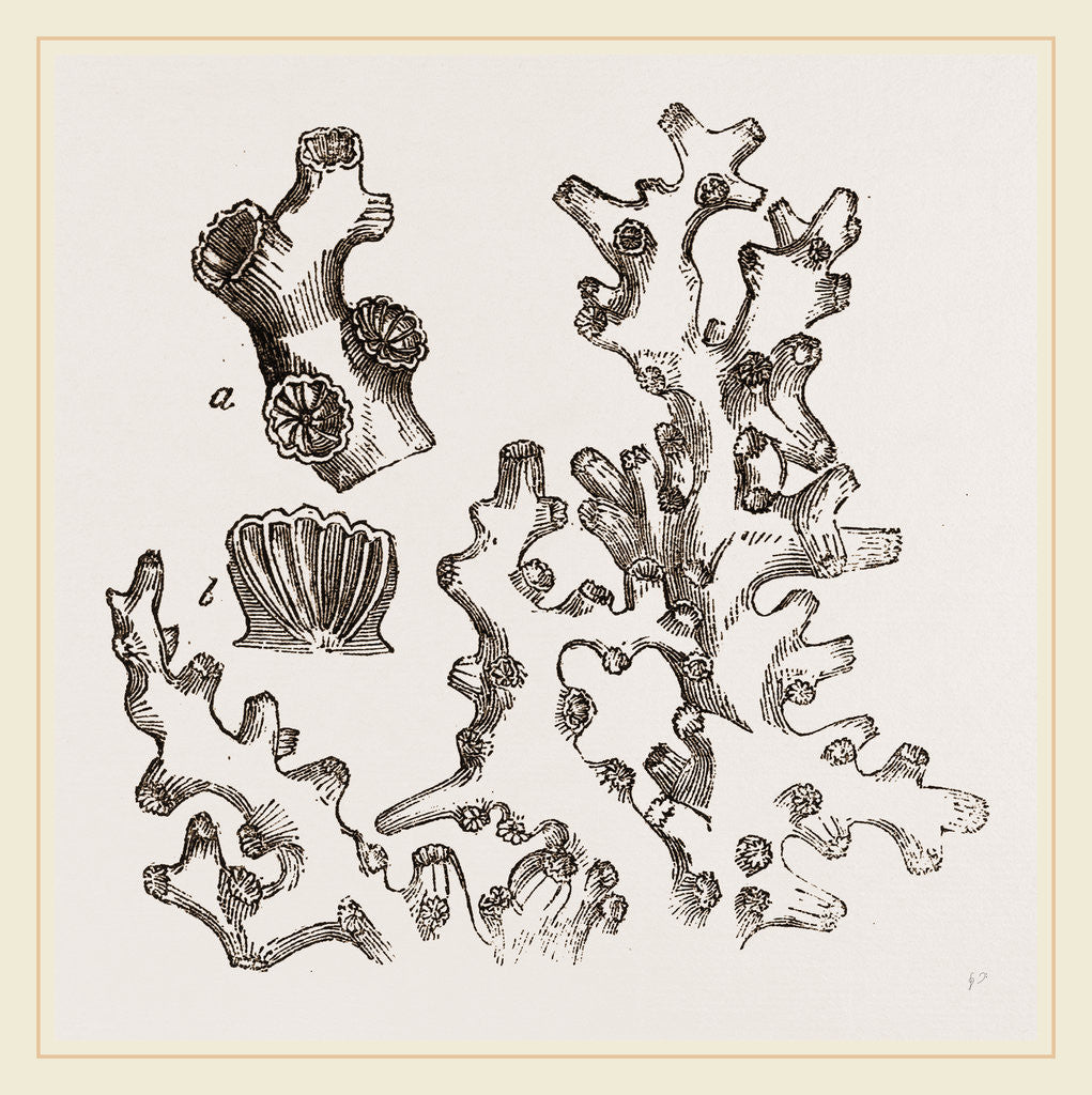 Detail of Dentipora virginea by Anonymous