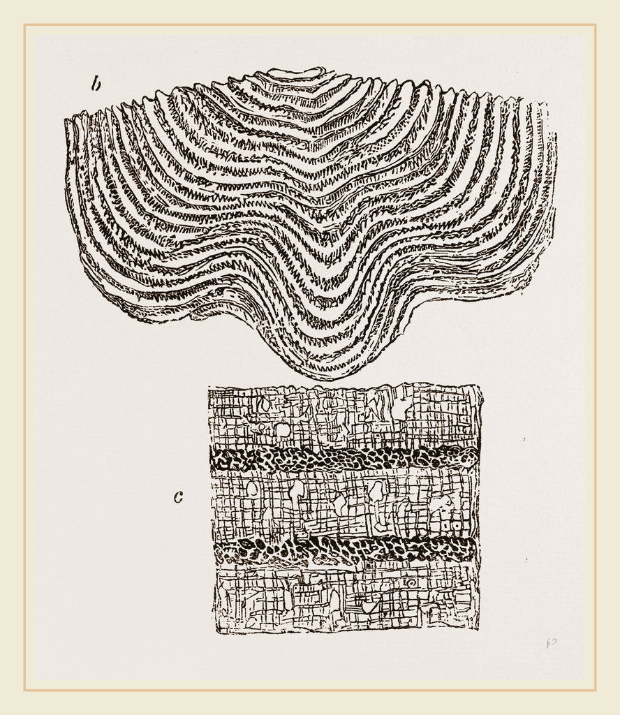 Detail of Stromatopora subconcentrica by Anonymous