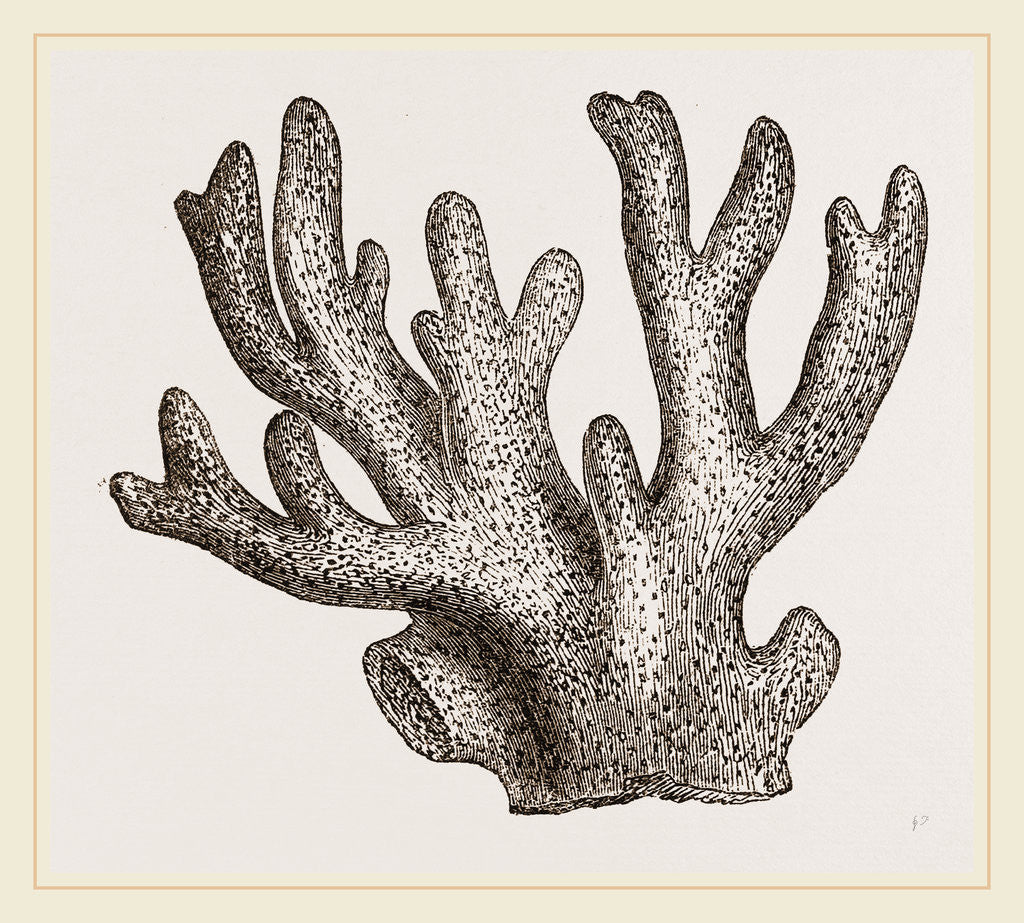Detail of Palmipora alcicornis by Anonymous