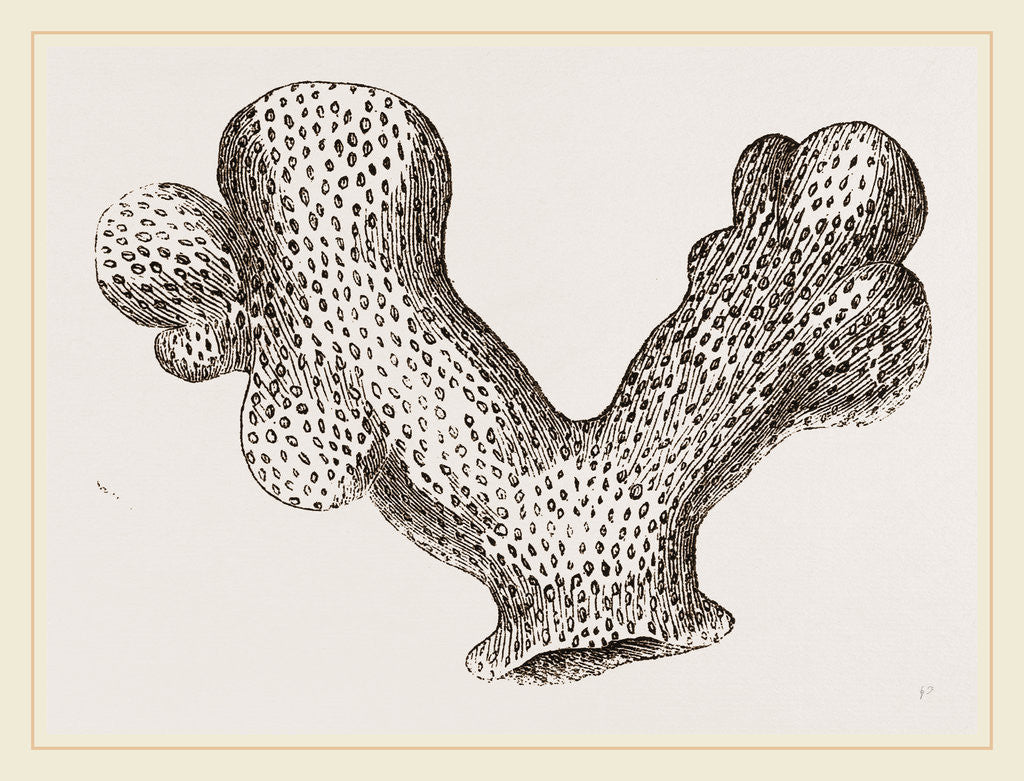 Detail of Porites clavaria by Anonymous