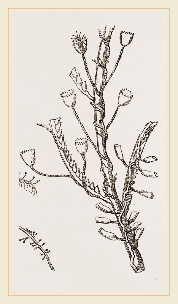 Detail of Campanutaria volubilis by Anonymous