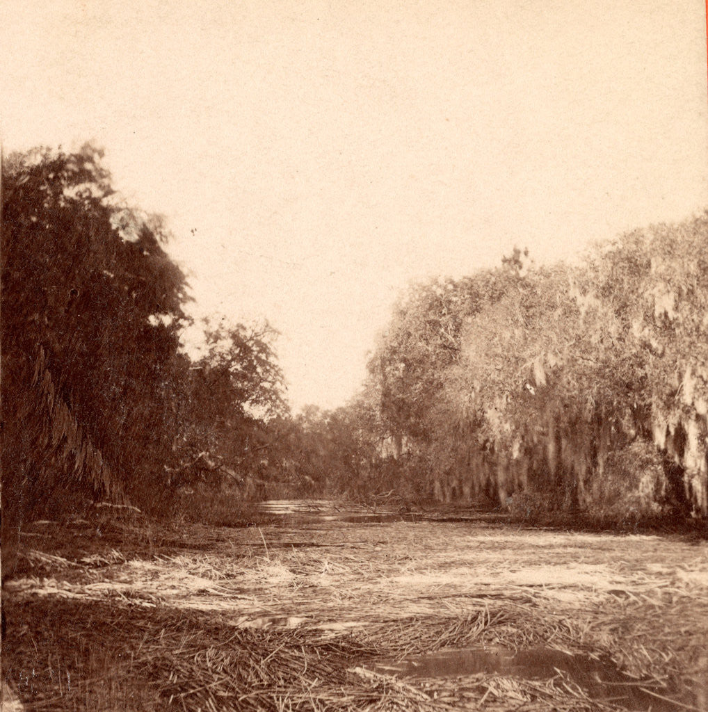 Detail of Mud Creek, Hilton Head Island, S.C. by Anonymous