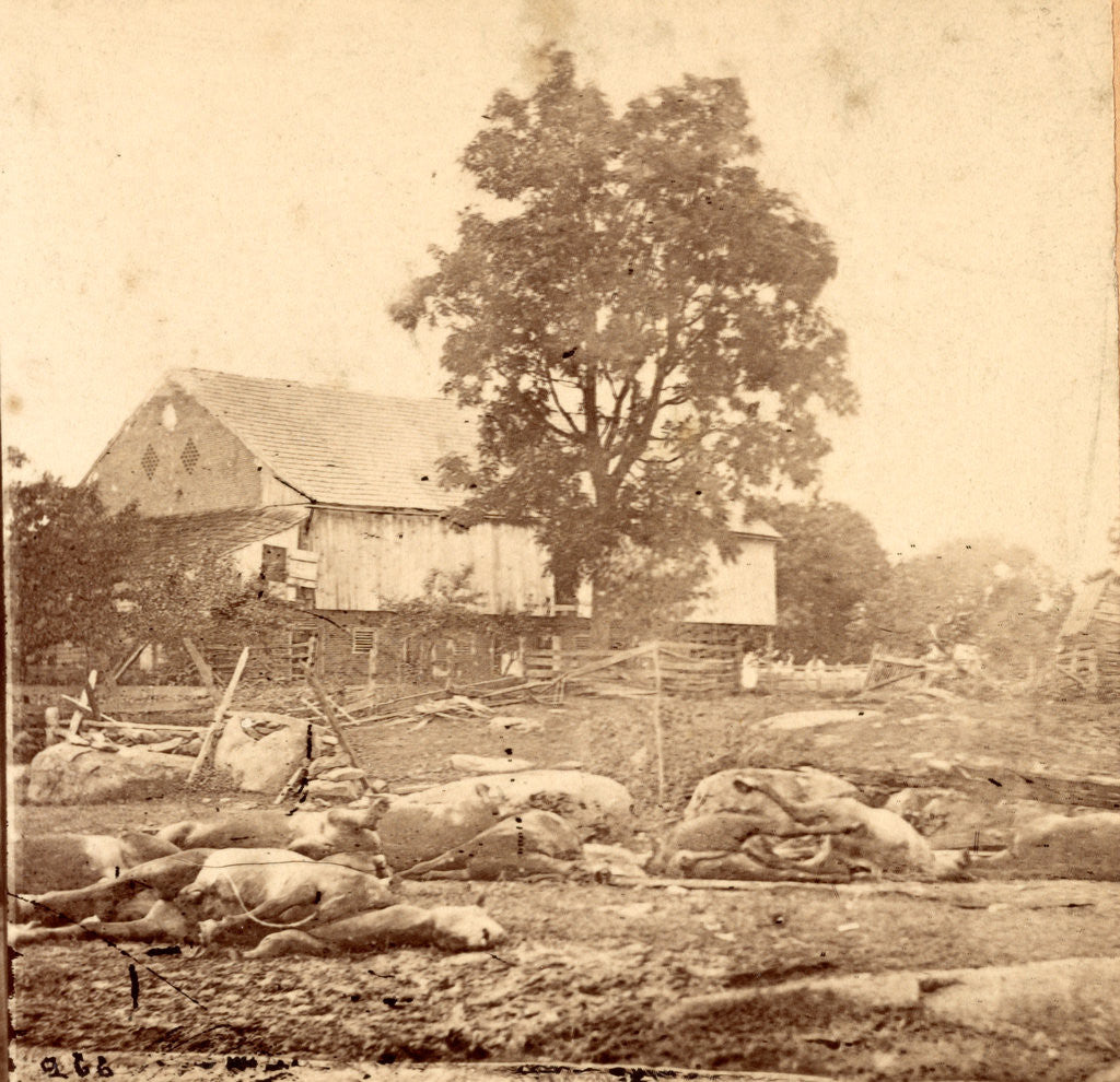 Detail of In Trossel's barnyard, Gettysburg by Anonymous
