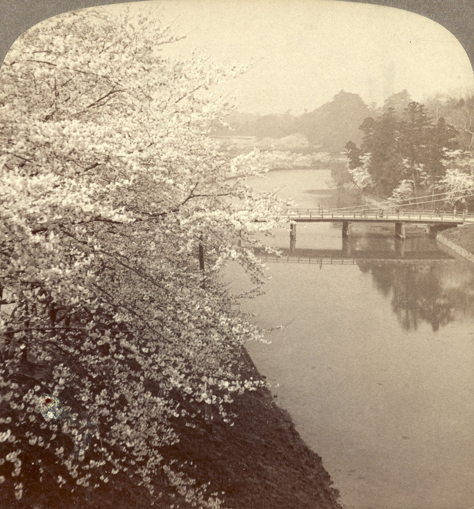 Detail of Cherry-blossoms along the moat surrounding the Imperial Palace Park, Tokyo, Japan by Anonymous