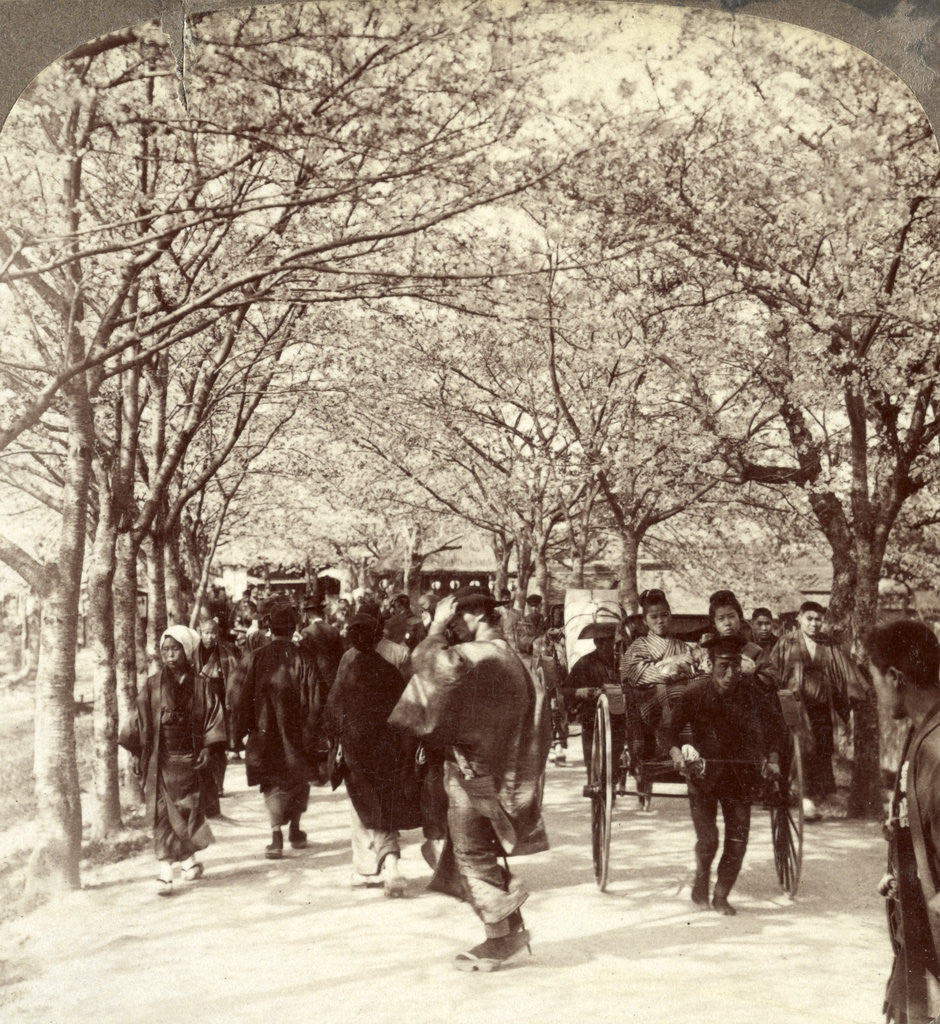 Detail of A canopy of cherry blossoms over beautiful Mukojima Avenue, (north), Tokyo, Japan by Anonymous