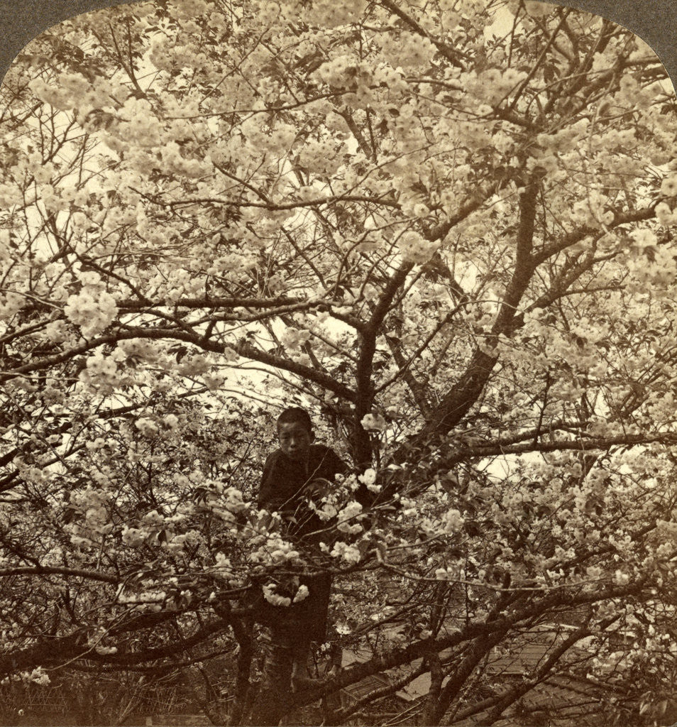 Detail of Cherry-bloom at Ishikawa Temple, Tokyo, Japan by Anonymous