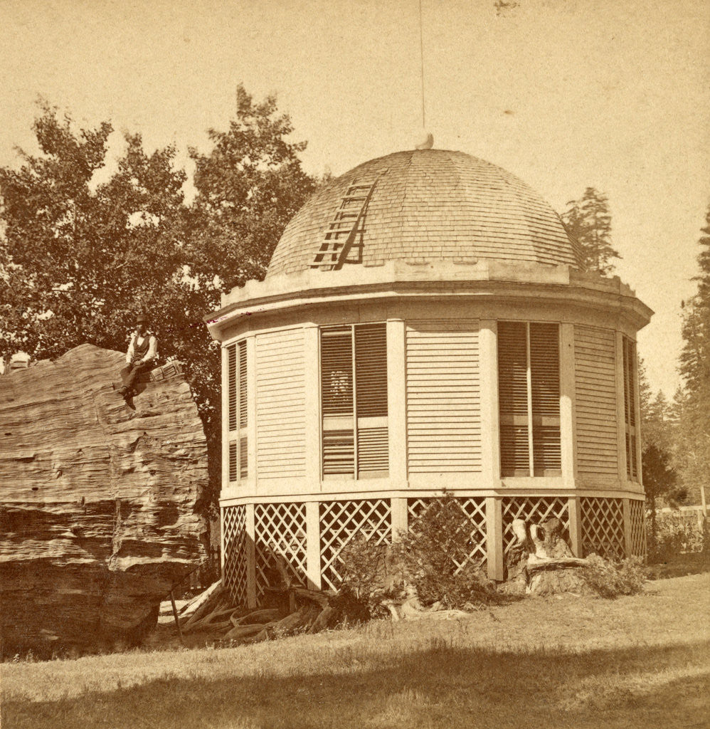 Detail of Dancing pavilion, on stump of big tree, USA by Anonymous