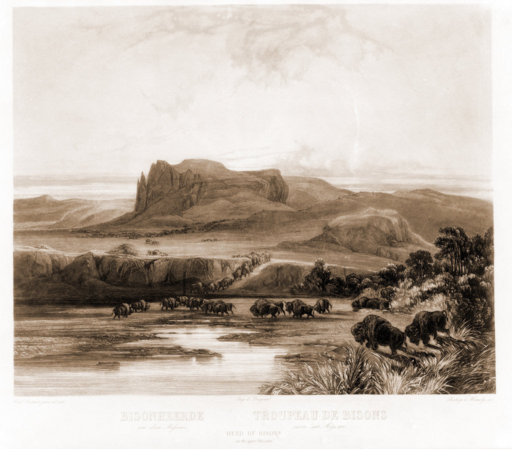Detail of Herd of Bisons on the upper Missouri by Anonymous