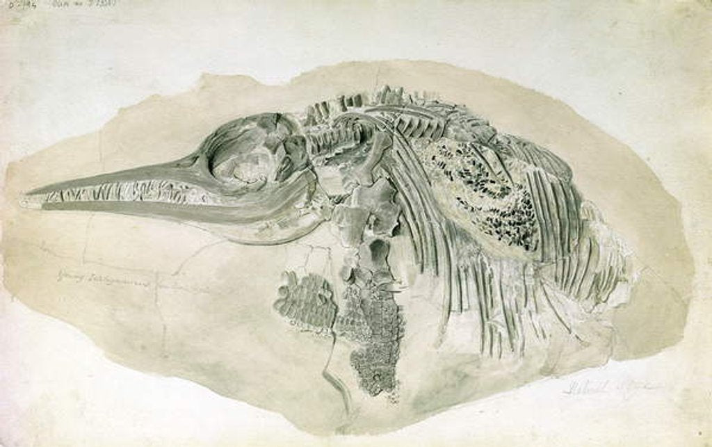 Detail of Young Ichthyosaurus from Lyme Regis by English School
