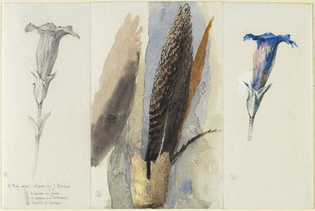 Detail of Study of a Feather, Flanked by Two Studies of a Gentian, 1875 by John Ruskin