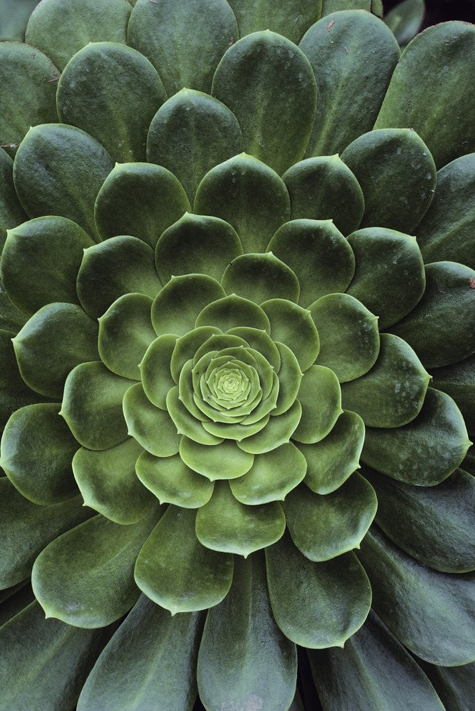 Detail of Center of Cactus by Anonymous