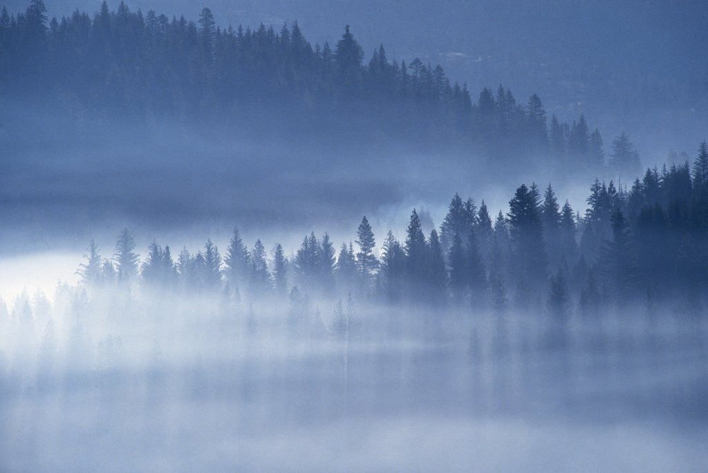 Detail of Mist Hiding Trees Above the Little Spokane River Valley by Anonymous