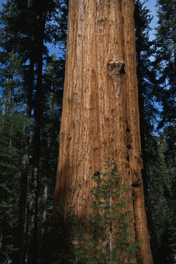 Shrian Tree General Sherman Tree posters & prints by Anonymous