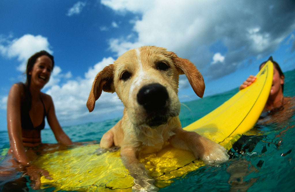 Detail of Puppy Riding on Surfboard by Anonymous